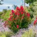 Lagerstroemia indica ‘Red Imperator’ ou Lilas des Indes rouge