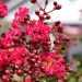 Lilas des Indes, Lagerstroemia Terrasse Rouge
