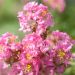 Lagerstroemia indica ou lilas des Indes rose Thé