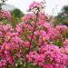 Lagerstroemia indica ou lilas des Indes rose fuchsia