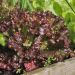 Laitue Batavia Rouge Grenobloise Le sachet