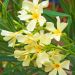 Laurier-rose Isle of Capri – Nerium oleander
