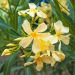 Laurier-rose Souvenir des Iles Canaries – Nerium oleander