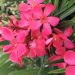 Laurier rose Papa Gambetta - Nerium oleander
