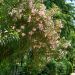 Laurier-rose ou Nerium oleander Tito Poggi