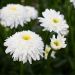 Leucanthemum maximum Wirral Supreme ou Marguerite double à grandes fleurs