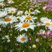 Grande marguerite, Leucanthemum superbum Becky