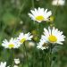 Marguerite commune