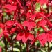 Lobelia Queen Victoria
