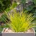 Lomandra Miner's Gold