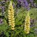 Lupin Le Chandelier jaune