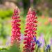 Lupin Mon Chateau rouge