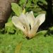 Magnolia jaune, Magnolia x ‘Yellow Lantern’