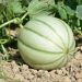 Melon Savor Hybride F1