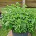 Plant de Menthe verte, Mentha spicata ou Mentha viridis