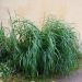 Miscanthus Giganteus, Roseau de Chine