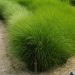 Miscanthus Gracillimus