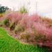 Muhlenbergia capillaris