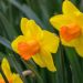 Narcisse Red Devon