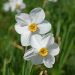 Narcisse des poètes Actaea