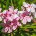 Laurier-rose ou Nerium oleander Sealy Pink