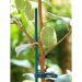 Tuteur bambou teinté vert - SPLITS BAMBOO