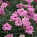 Oeillet nain POP STAR ® ou Dianthus hybridus