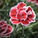 Oeillet nain Whatfield Gem ou Dianthus gratianopolitanus