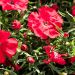 Oeillet nain des Alpes 'Fusilier' ou Dianthus alpinus