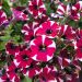 Pétunia CASCADIAS® Bicolor Cabernet