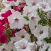 Pétunia SUPERTUNIA Vista Silverberry