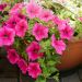Pétunia SURFINIA ® HOT PINK ® Sunrovein