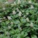 Pachysandra terminalis