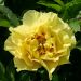 Pivoine hybride intersectionnel ou Paeonia X Itoh Bartzella