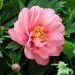 Pivoine hybride intersectionnel ou Paeonia X Itoh Hillary