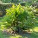 Palmier Chamaerops humilis ‘Compacta’ ou Palmier nain méditerranéen compact