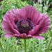 Pavot d'Orient Patty's Plum
