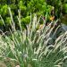 Herbe aux écouvillons, Pennisetum macrourum