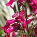 Penstemon hybride Schoenholzeri