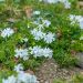 Phlox nain White Delight ou Phlox subulata
