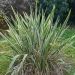 Lin de Nouvelle Zélande panaché ou Phormium tenax ‘Variegatum’