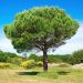 Pin parasol, pin pignon ou Pinus pinea