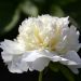 Pivoine de Chine Primevère ou Pivoine lactiflora
