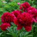 Pivoine de Chine Red Charm ou pivoine lactiflora
