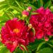 Pivoine officinale Rubra Plena