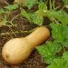 Plant de Courge musquée Longue de Nice