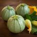 Plant de Courgette Ronde de Nice