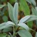 Plant de Sauge officinale