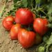 Plant de Tomate Cauralina F1 Type Cœur de Bœuf
