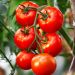 Plant de Tomate Maestria Hybride F1